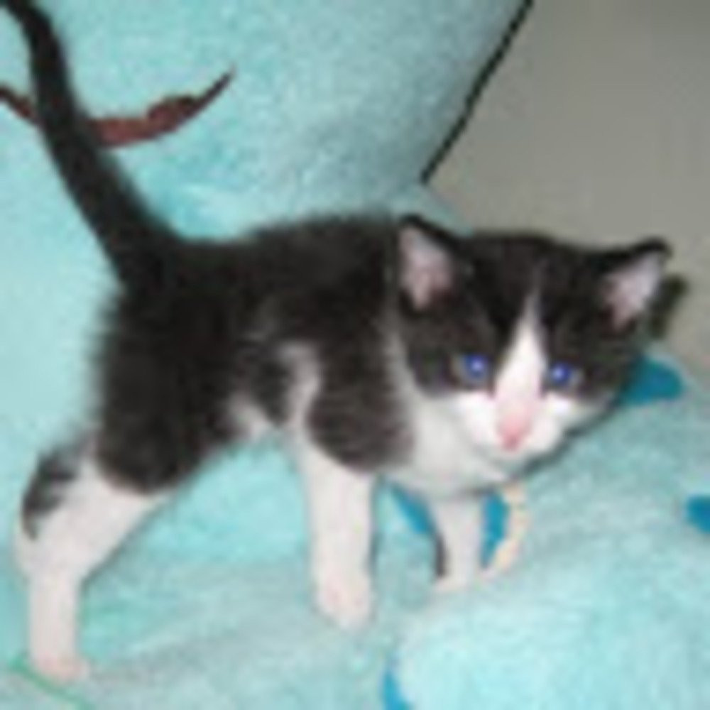 Meet your Posher, The rose